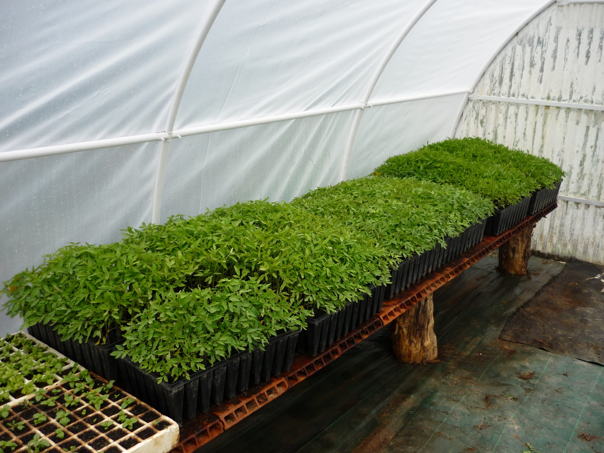Compostero y cultivo ecológico en La Biofranqueza
